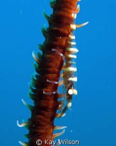 Whip Coral Shrimp, Kingstown, St. Vincent
Sea and Sea DX... by Kay Wilson 